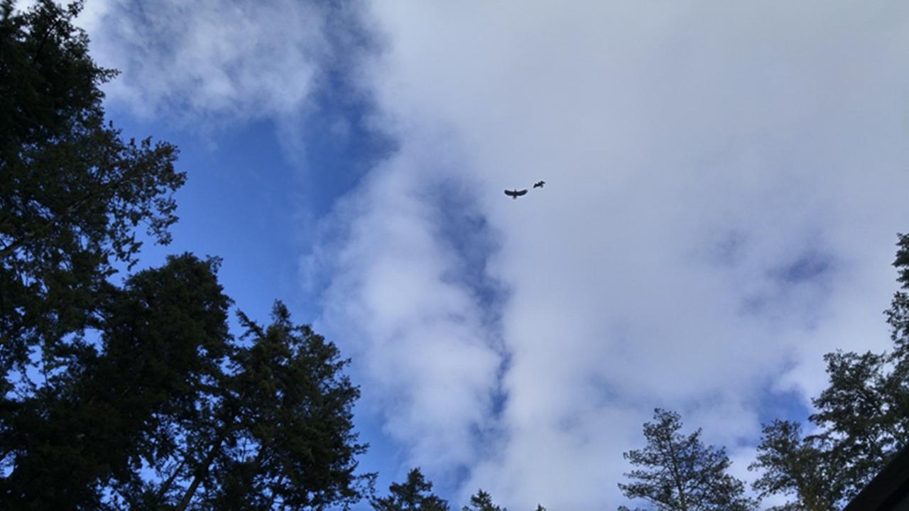 Sunshine Coast Treetop B&B Sechelt Exterior foto